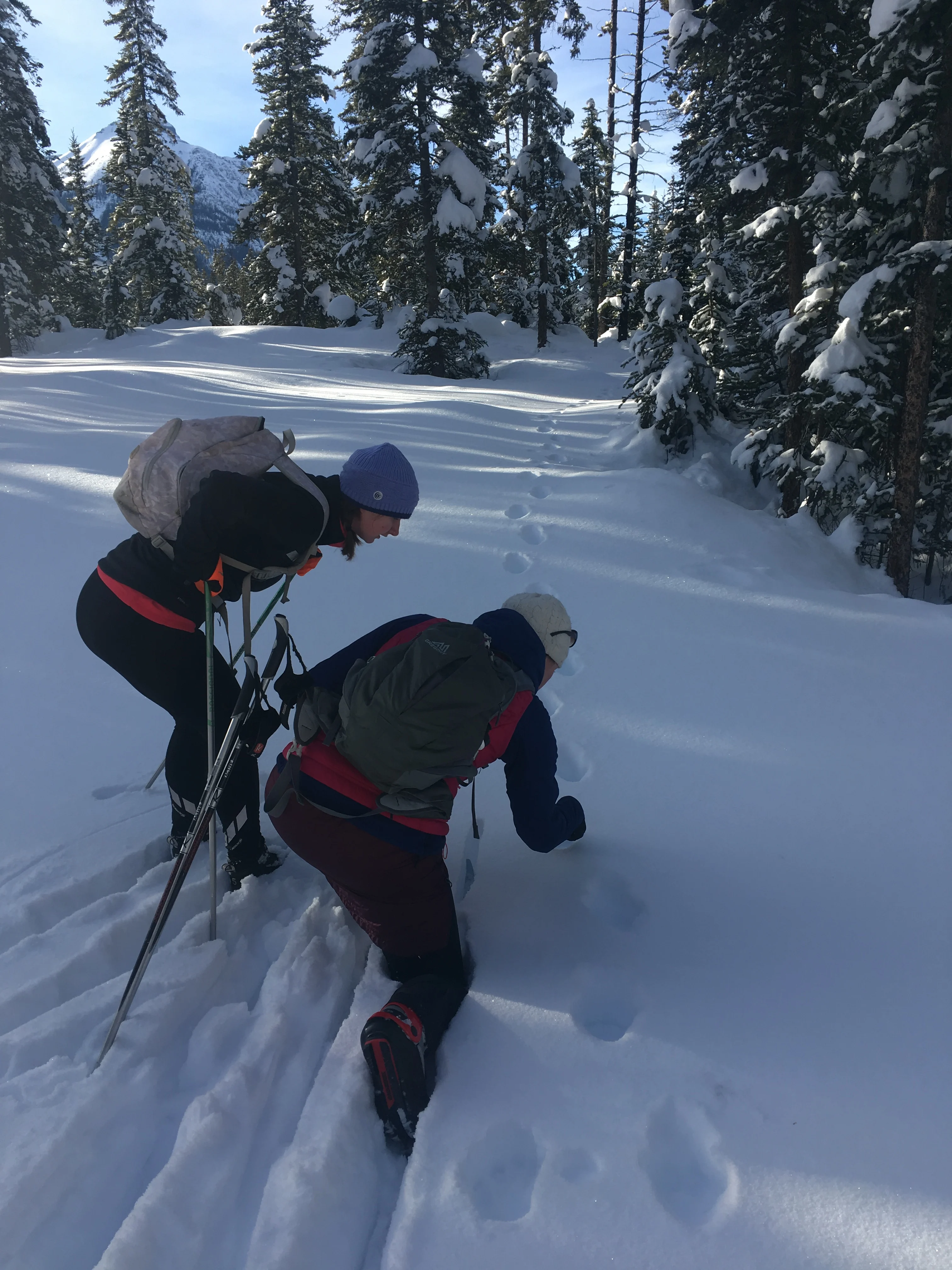 Identifying lynx tracks on skis in Banff National Park/Lia Chalifour/Submitted (do not reuse)
