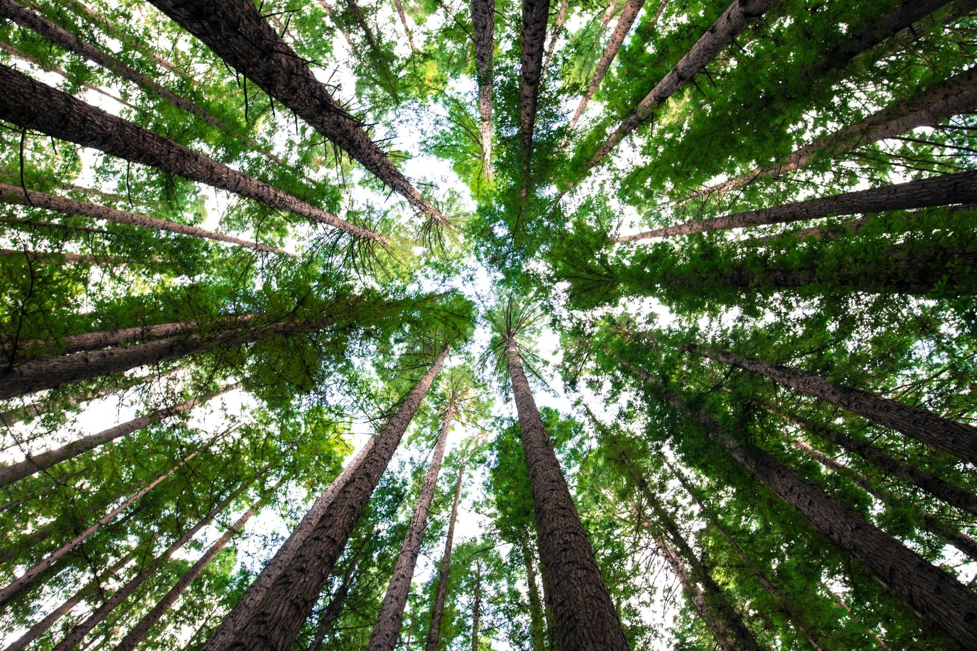 (UNSPLASH) trees woods forest