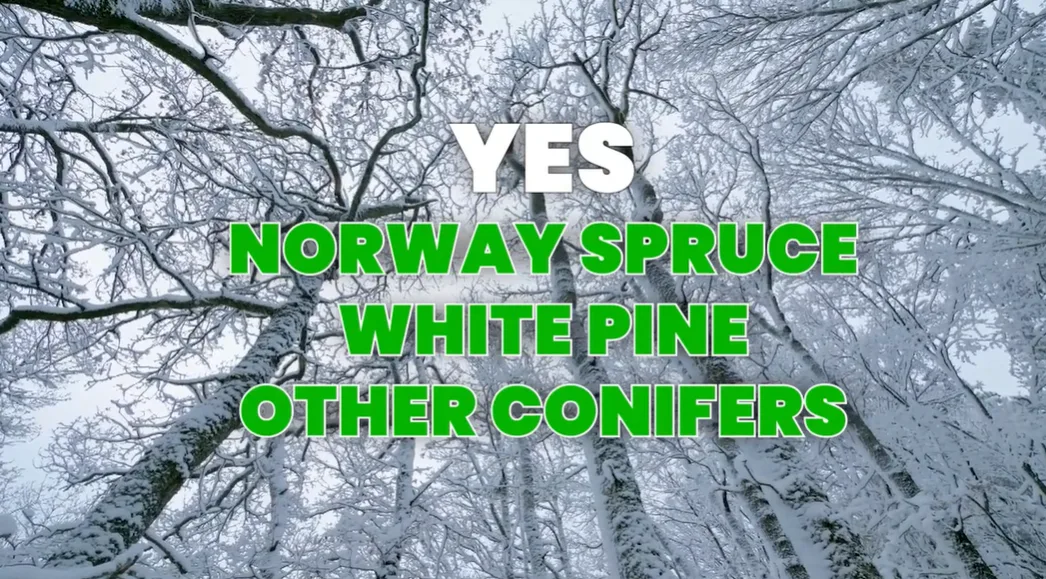 Winter trees that can be pruned