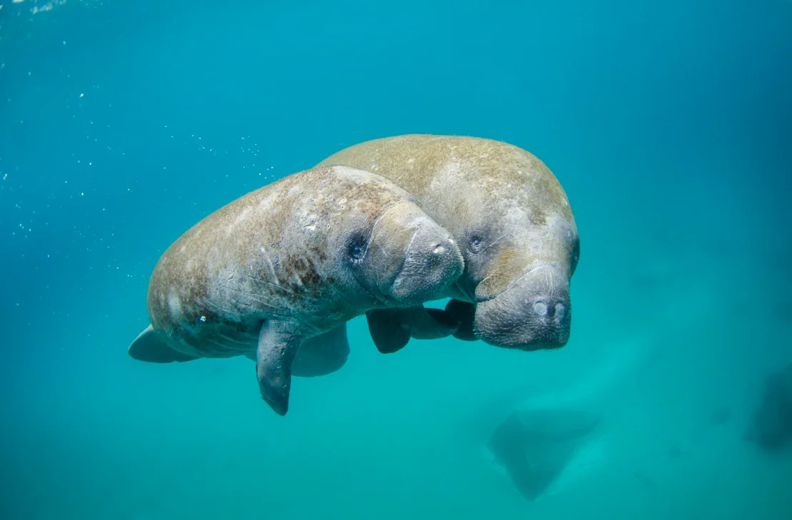 NOAA manatee