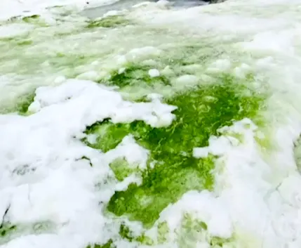 'Green snow' discovered by scientists in Antarctica