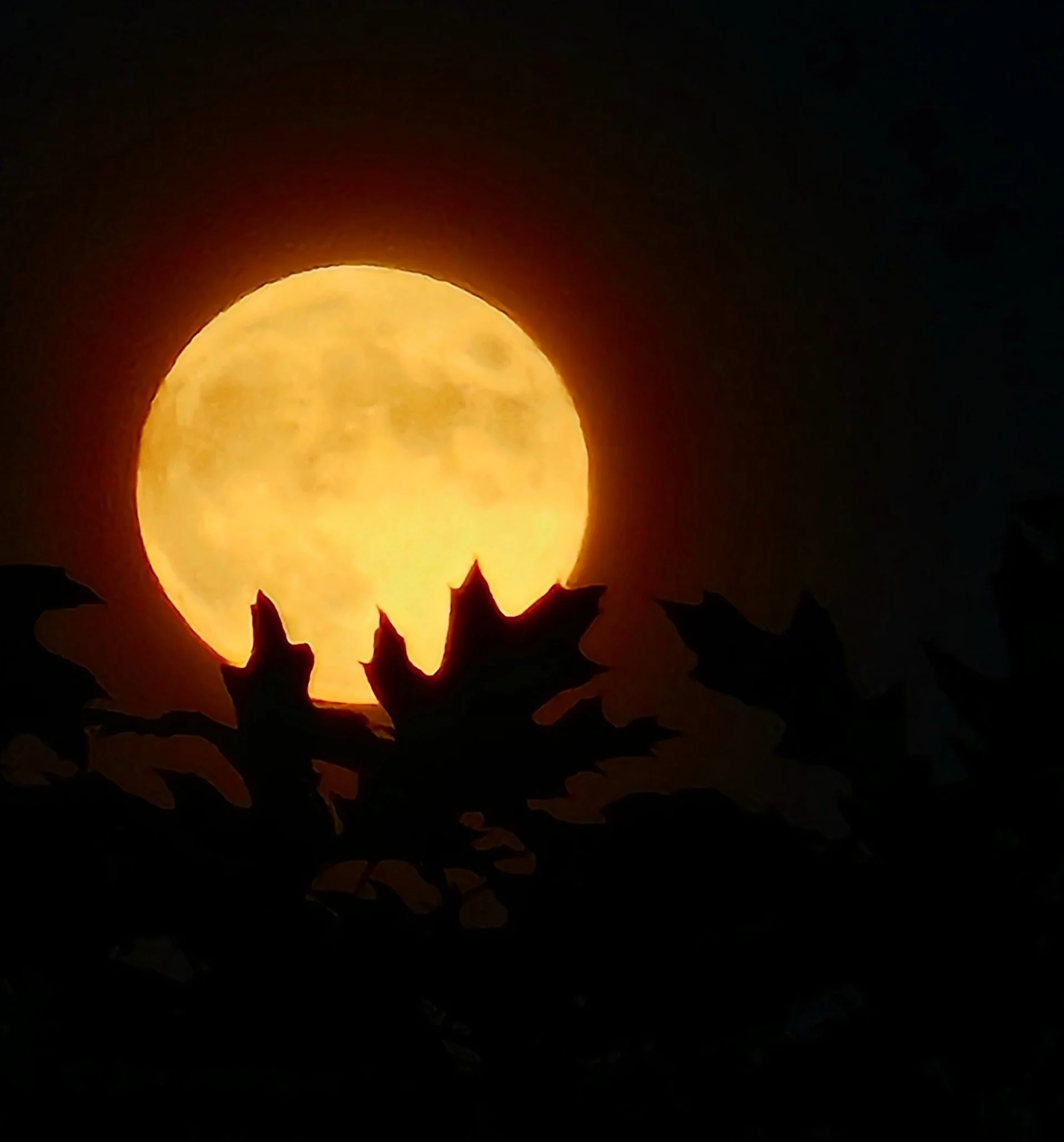 PHOTOS: Full hunter's moon illuminates the sky, delights viewers