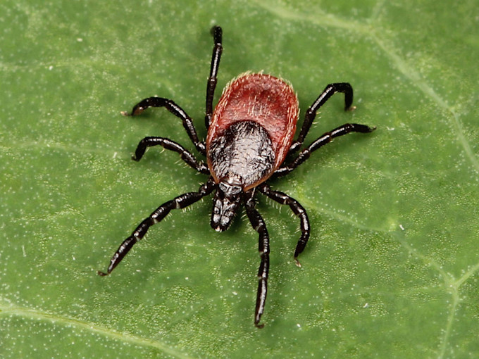 Black legged tick wikipedia commons