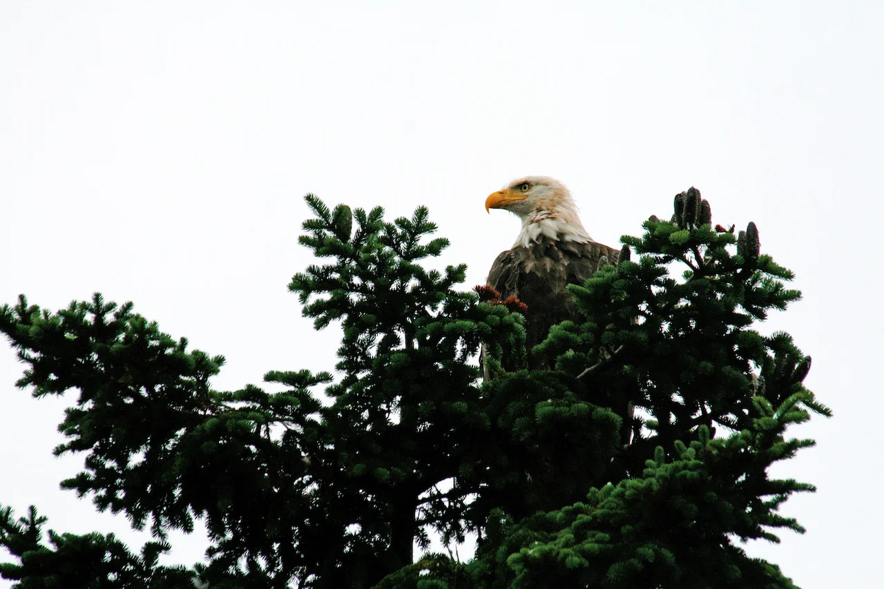 NCC Bald Eagle/Margot Elliot