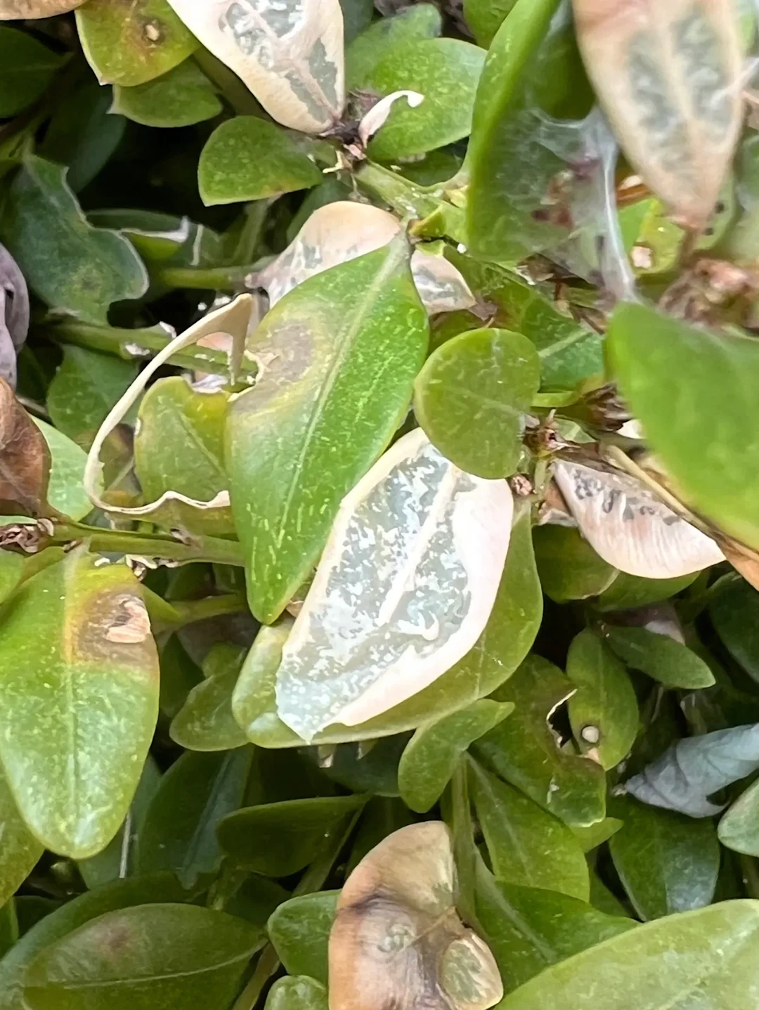 Invasive moth killing boxwood shrubs across Canada - The Weather Network