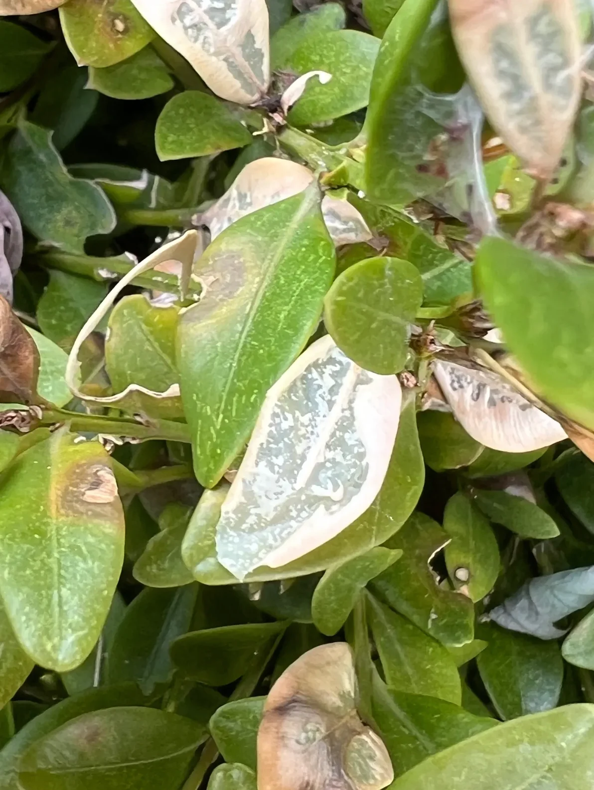 Landscape Ontario (provided): Early larval stage feeding damage