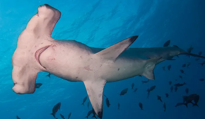 Wikipedia - hammerhead shark