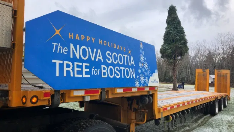 tree-for-boston