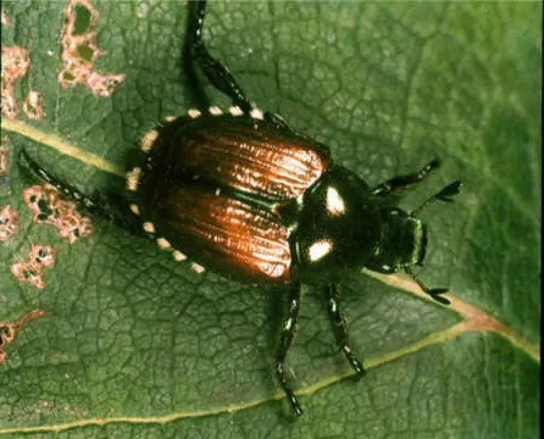 Vancouver employs insecticide to battle invasive beetle The Weather