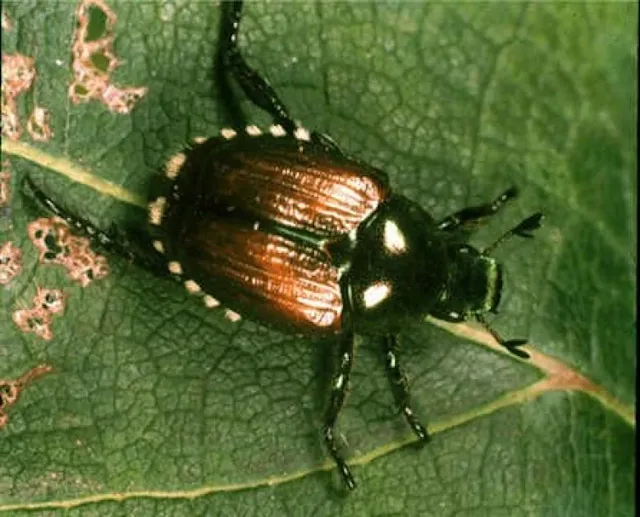 Vancouver employs insecticide to battle invasive beetle The Weather