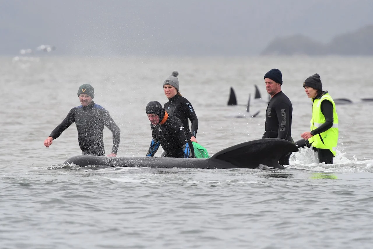 108 pilot whales rescued from Australia's worst mass stranding