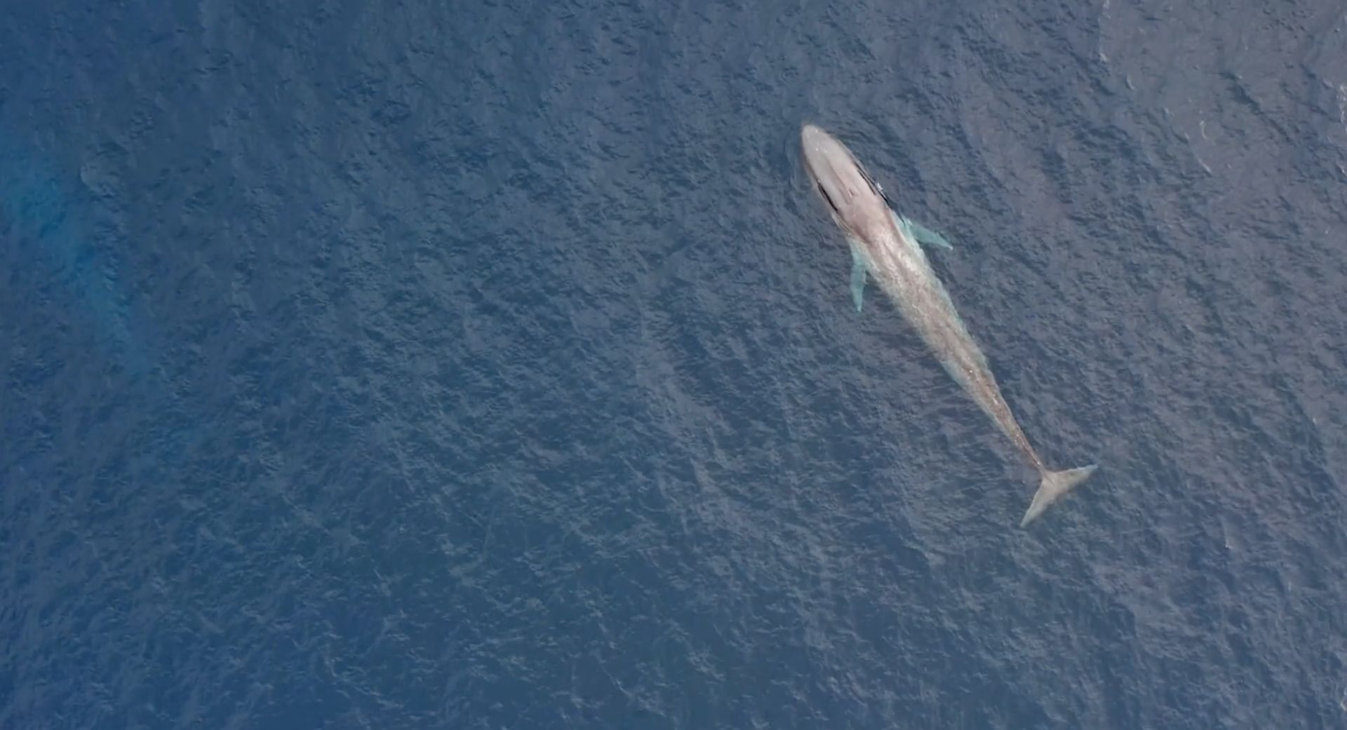 Whale Tales: The majestic giants of the Saguenay-St. Lawrence Marine Park