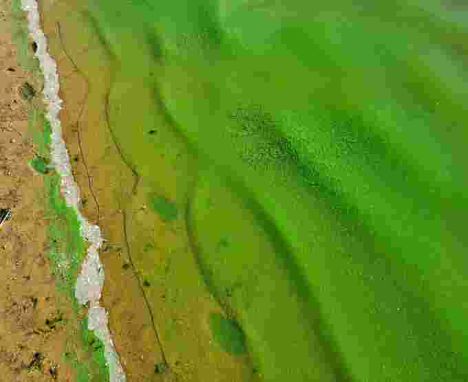 harmful algal bloom Credit: RJ Turcotte
