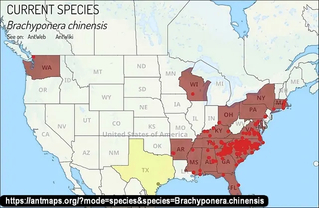 Asian needle ant map