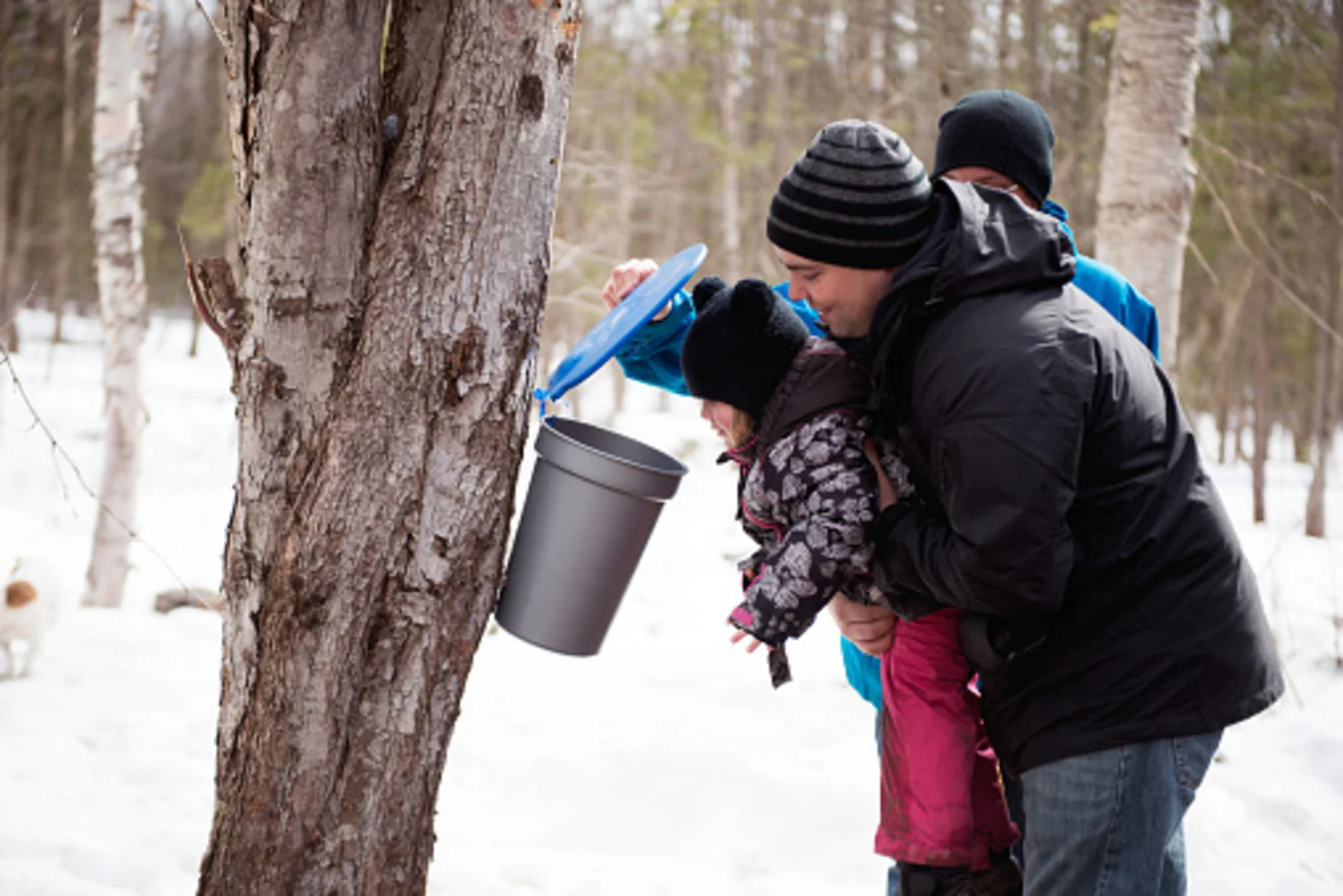 Sweet or sticky? How weather can make or break maple syrup season