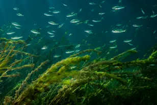 Discover the hidden world that lives along Canada's lake beds