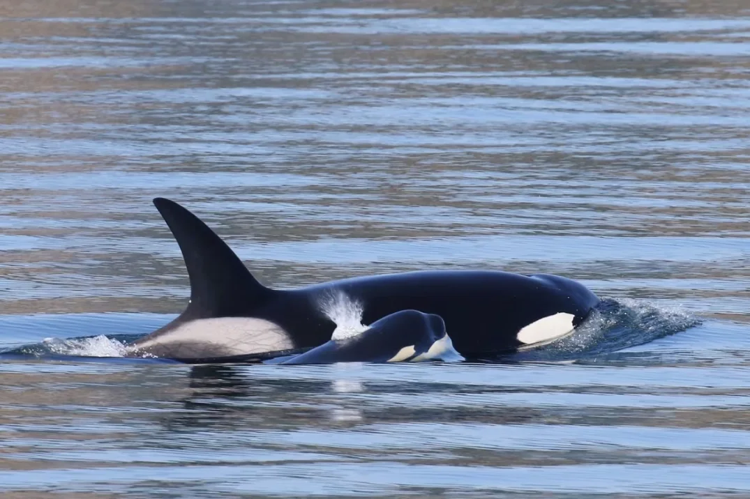 CBC: The coastal Bigg’s population keeps growing, with 10 new calves born in 2022. (Melisa Pinnow/San Juan Excursions)