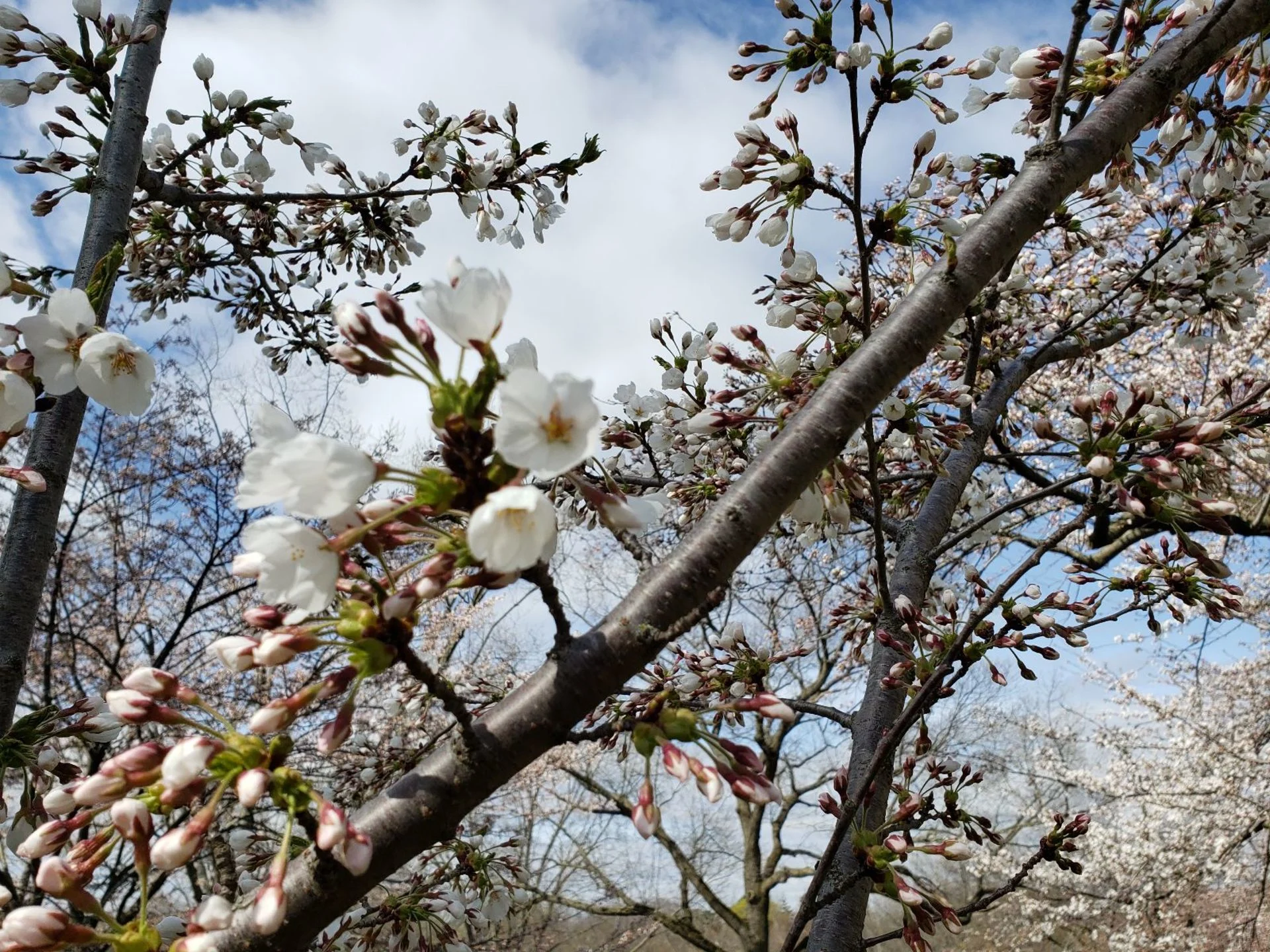 The cherry blossoms in High Park are back! How long will they be around?