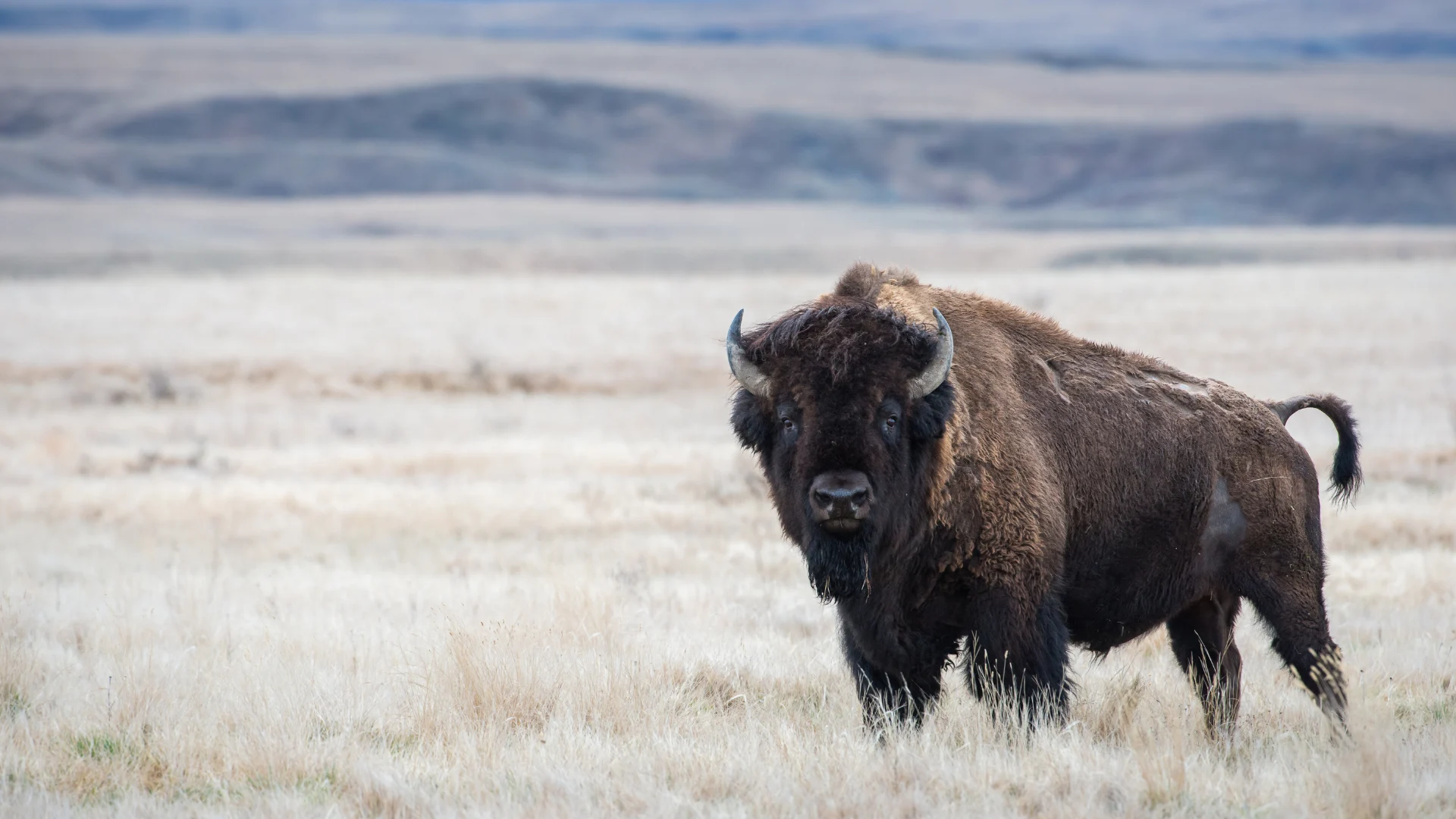 'Respect their space': 83-year-old woman seriously injured by bison