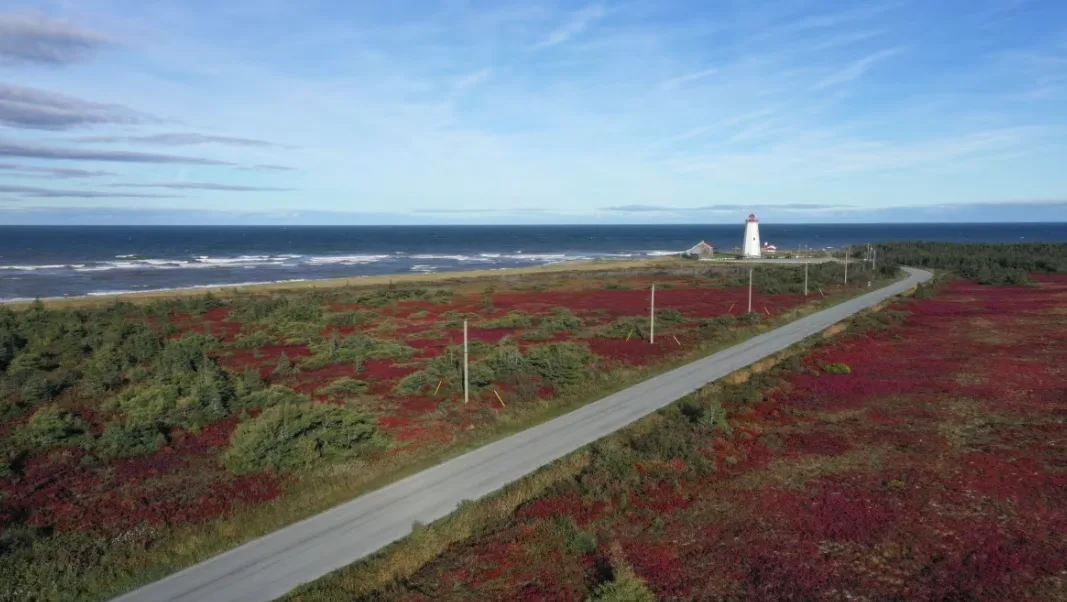 CBC: About half of Miscou Island, at the easternmost tip of the Acadian Peninsula, is covered in peatlands. (Mike Heenan/CBC)