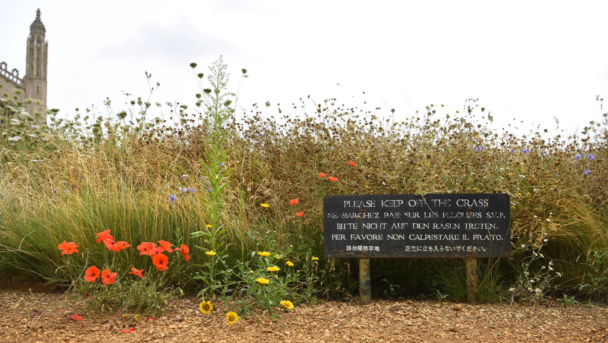 Here's why you should consider swapping your lawn for a wildflower meadow