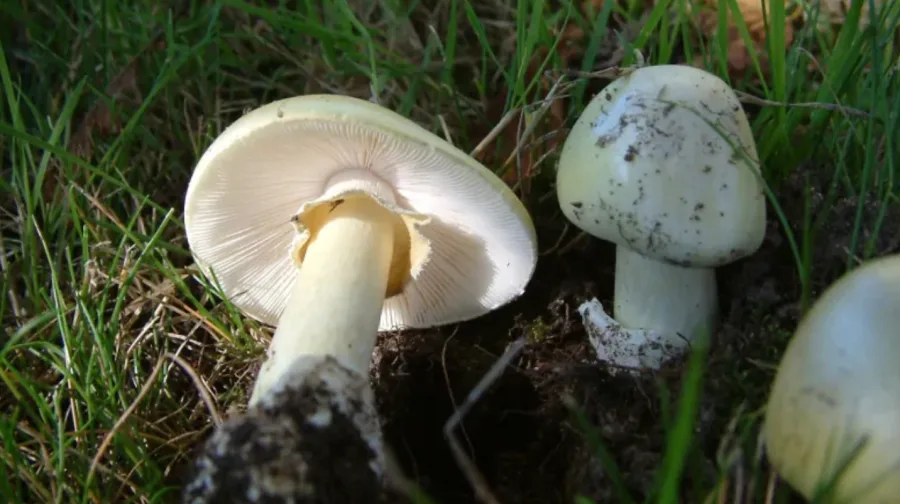 Authorities issue warning after death cap mushroom found in Vancouver