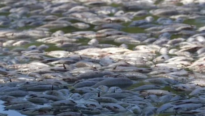 Des millions de poissons morts dans une rivière en Australie