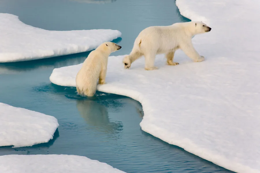 Getty Images:Two polar bears climbing out of ice Credit: SeppFriedhuber. E+/Getty Images