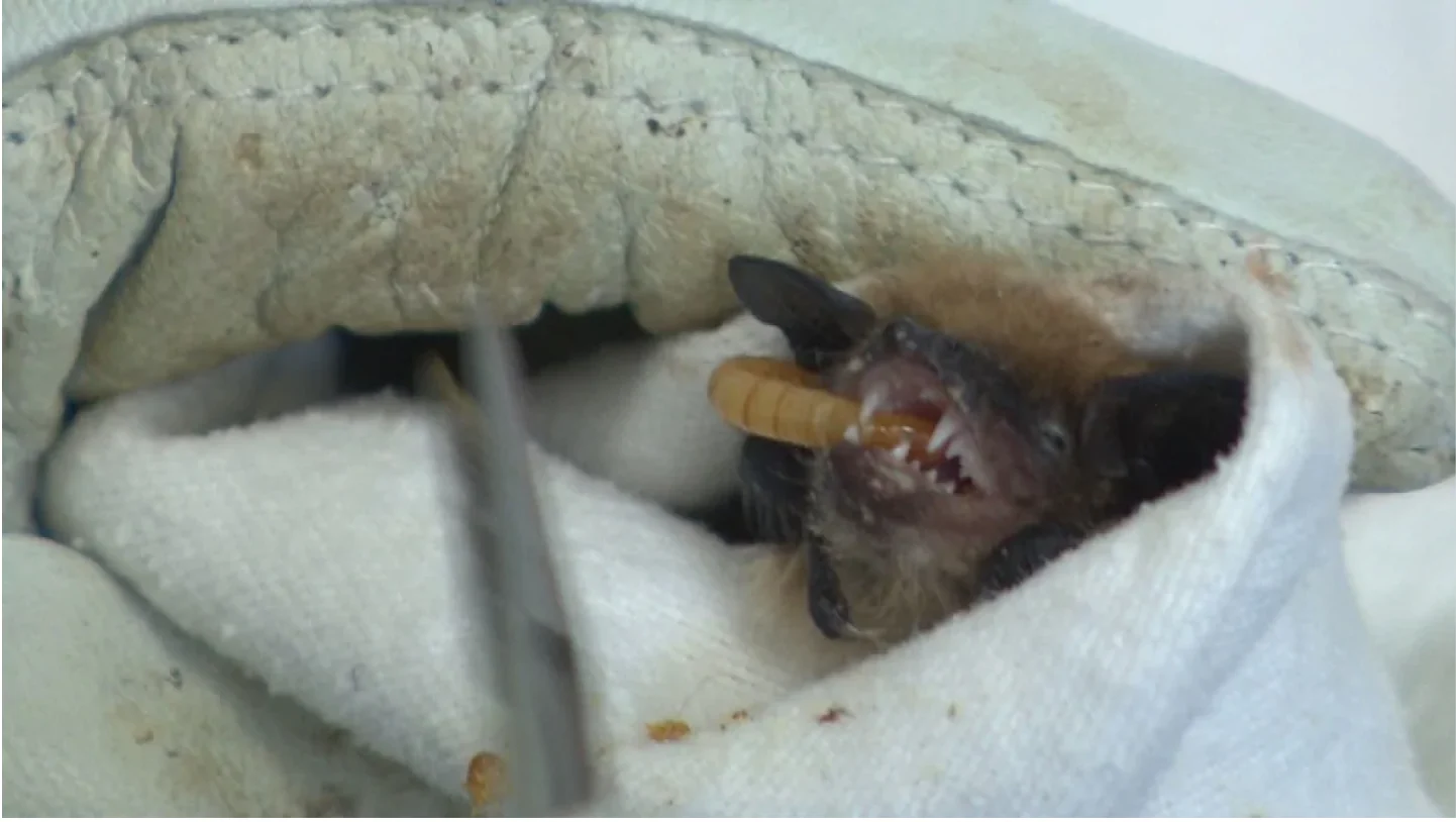 Volunteers at Living Sky Wildlife Rehabilitation feed mealworms to the bats to fatten them up so they can go back into hibernation. (Don Somers/CBC)