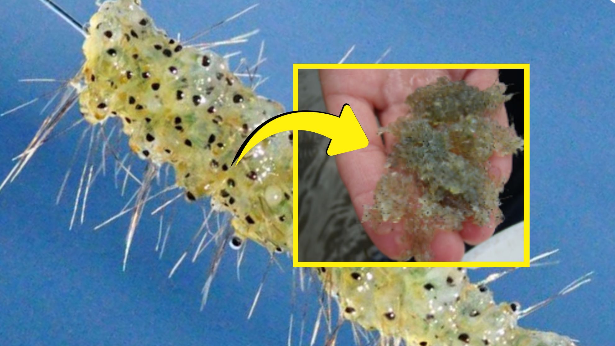 Spiky creature plaguing Canadian lakes now threatens New Hampshire waters