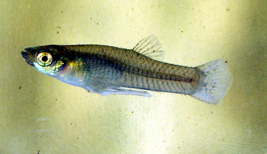 Wikipedia - mosquitofish