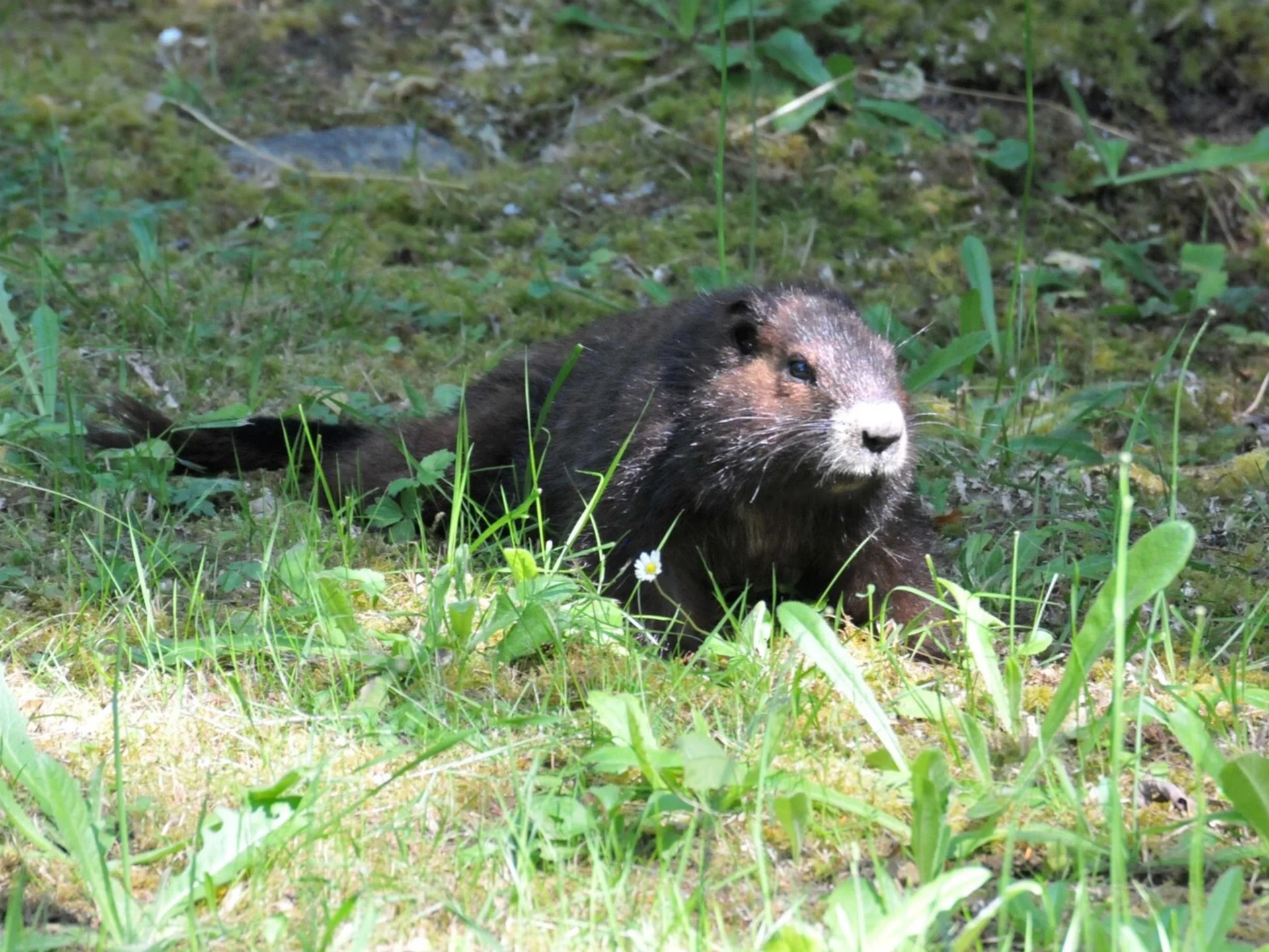 Great news: Canada's most endangered animal is making a comeback