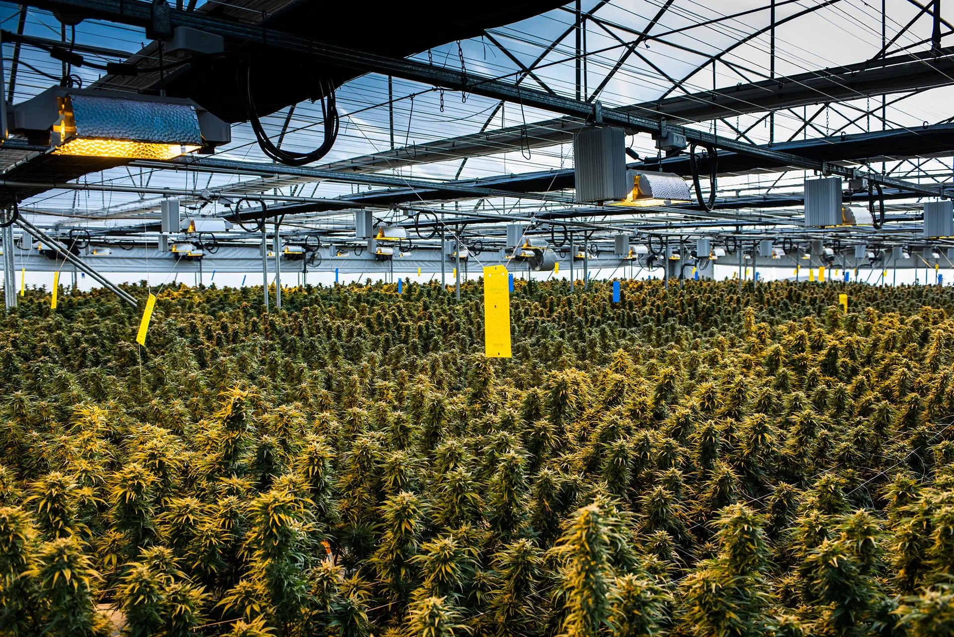 Cannabis cultivation has an enormous carbon footprint, study finds