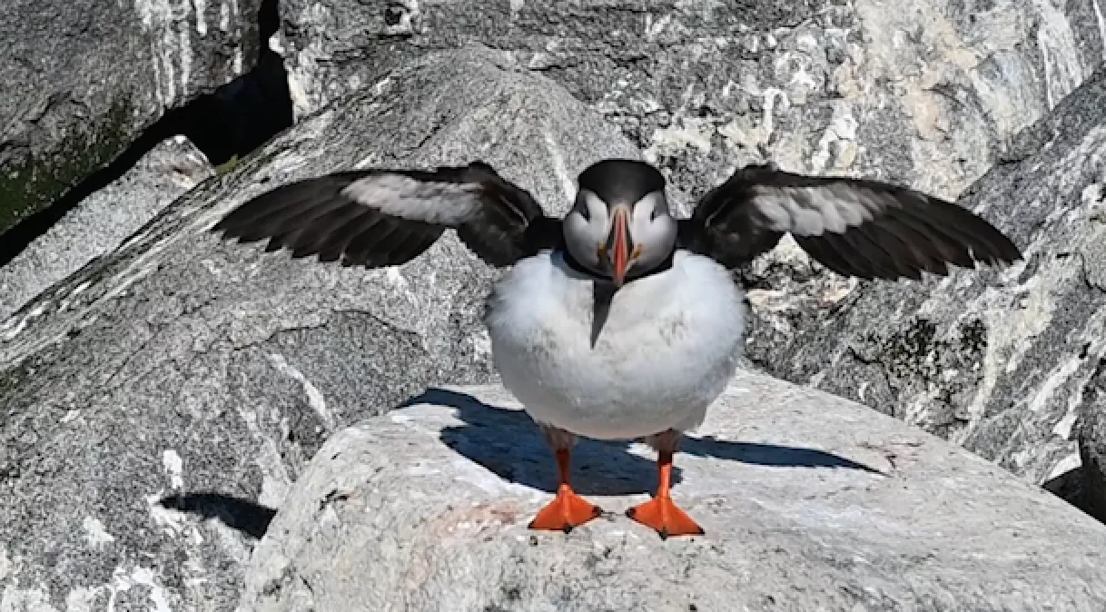 Canada's gorgeous puffins are thriving and it's a sight to see