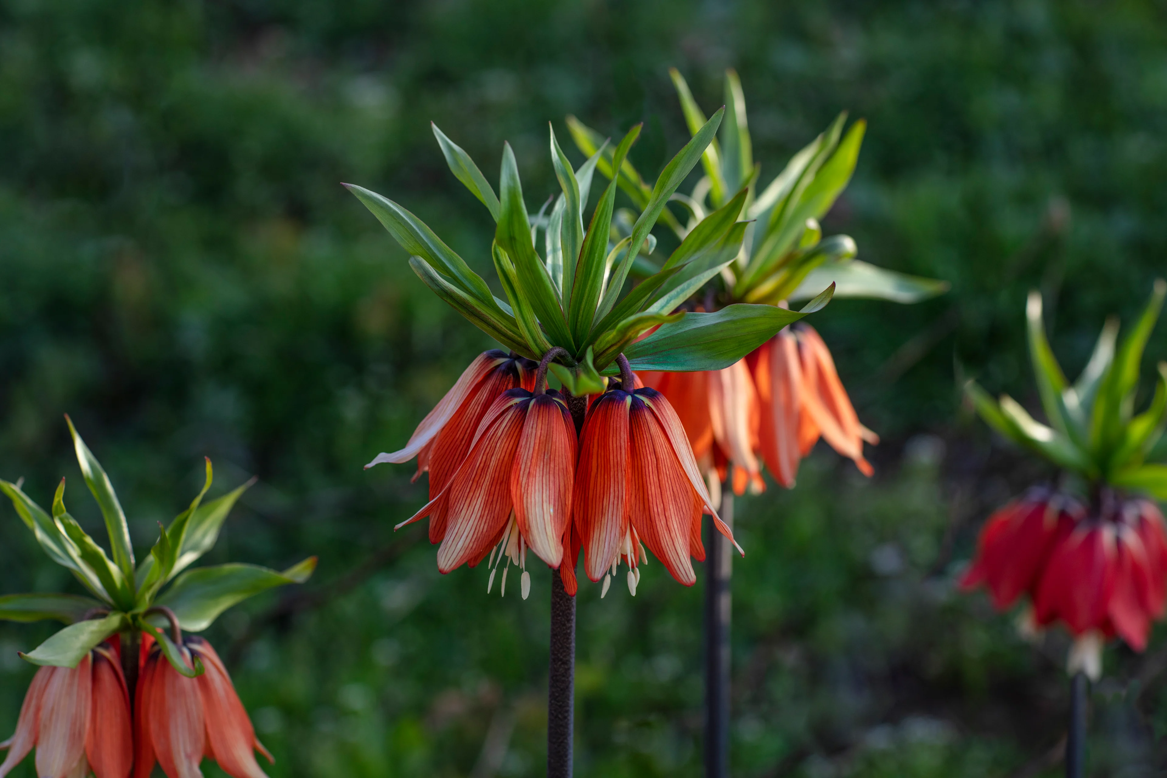 GettyImages-1146573545-Reverse tulip