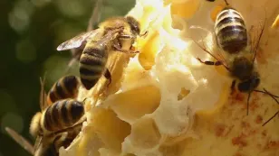 Honey, I'm hot! What summer heat does to honeybees