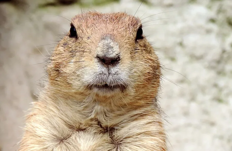 How likely are groundhogs to see their shadow? Our predictions