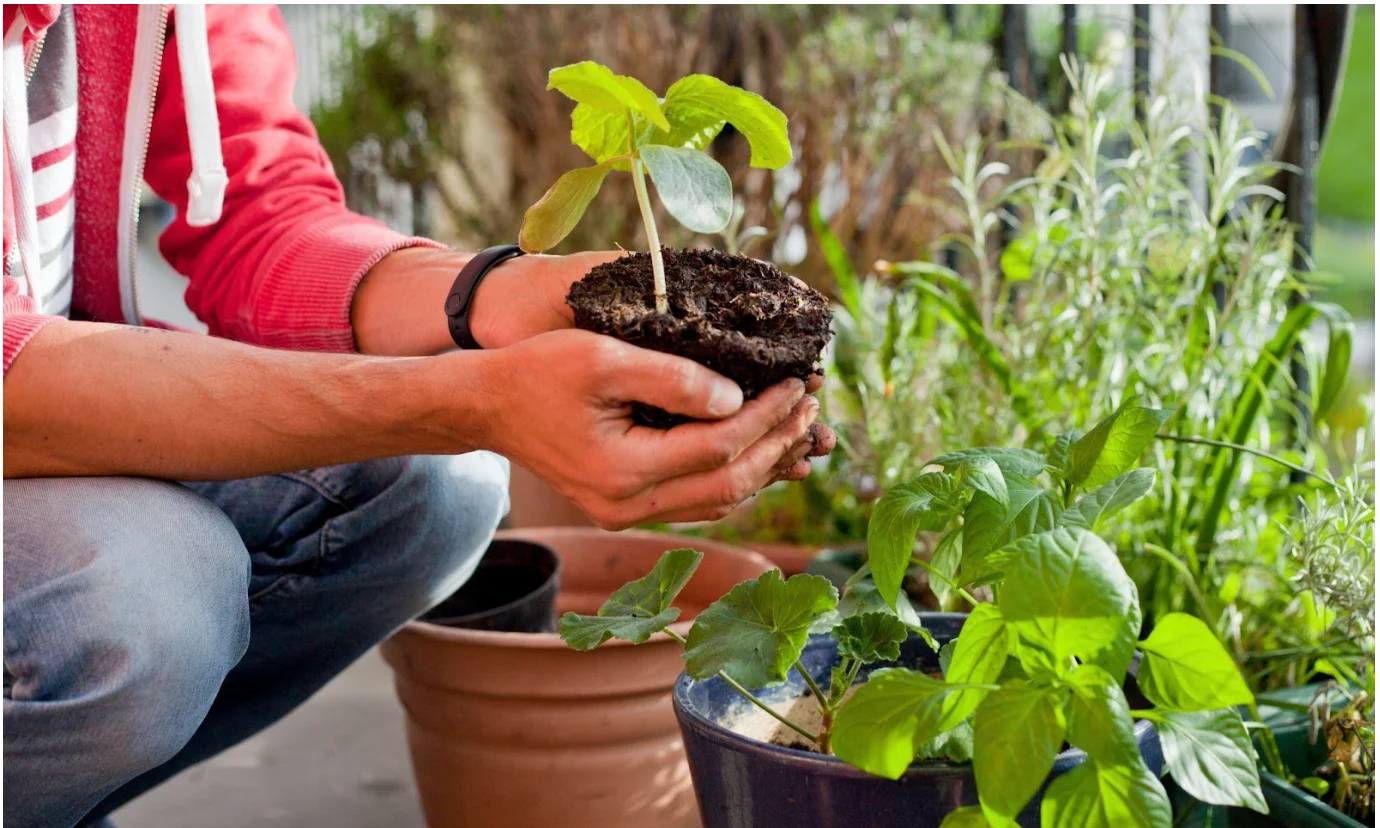 Getty Images: plant, planting garden