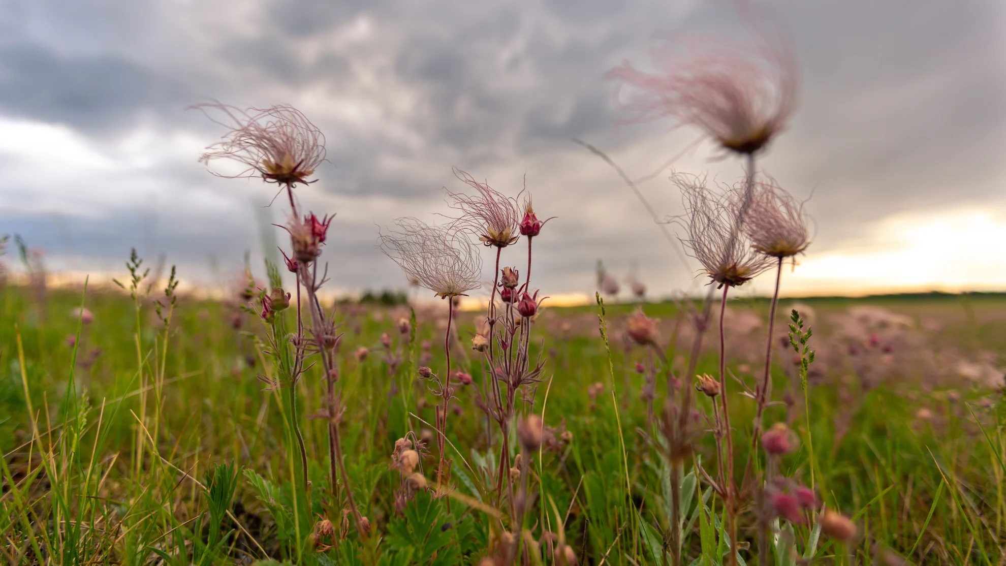Canva - prairie smoke wildflower