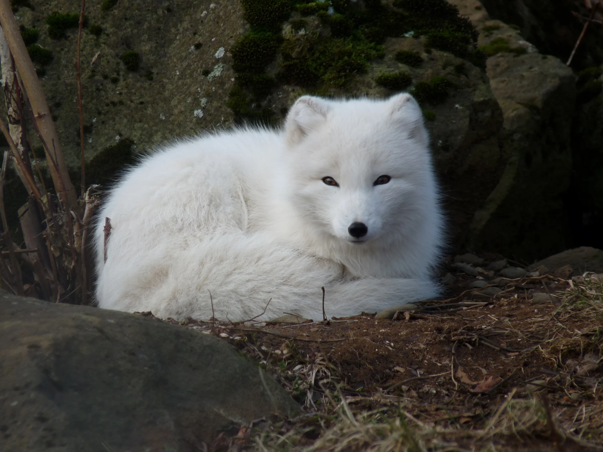 5 animaux menacés par les changements climatiques