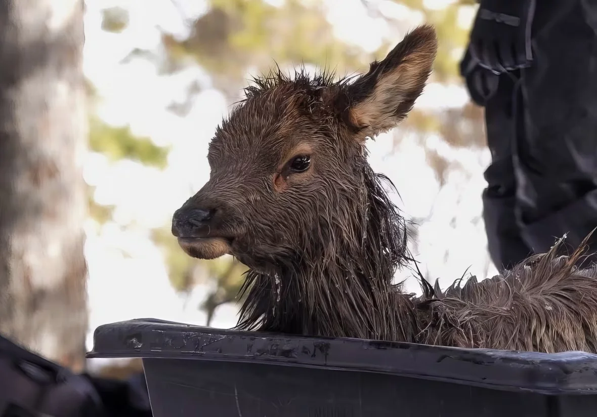 rescued-elk-calf/Hunter Scrimshaw via CBC 