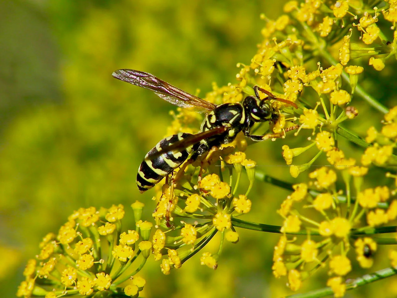 yellow jacket