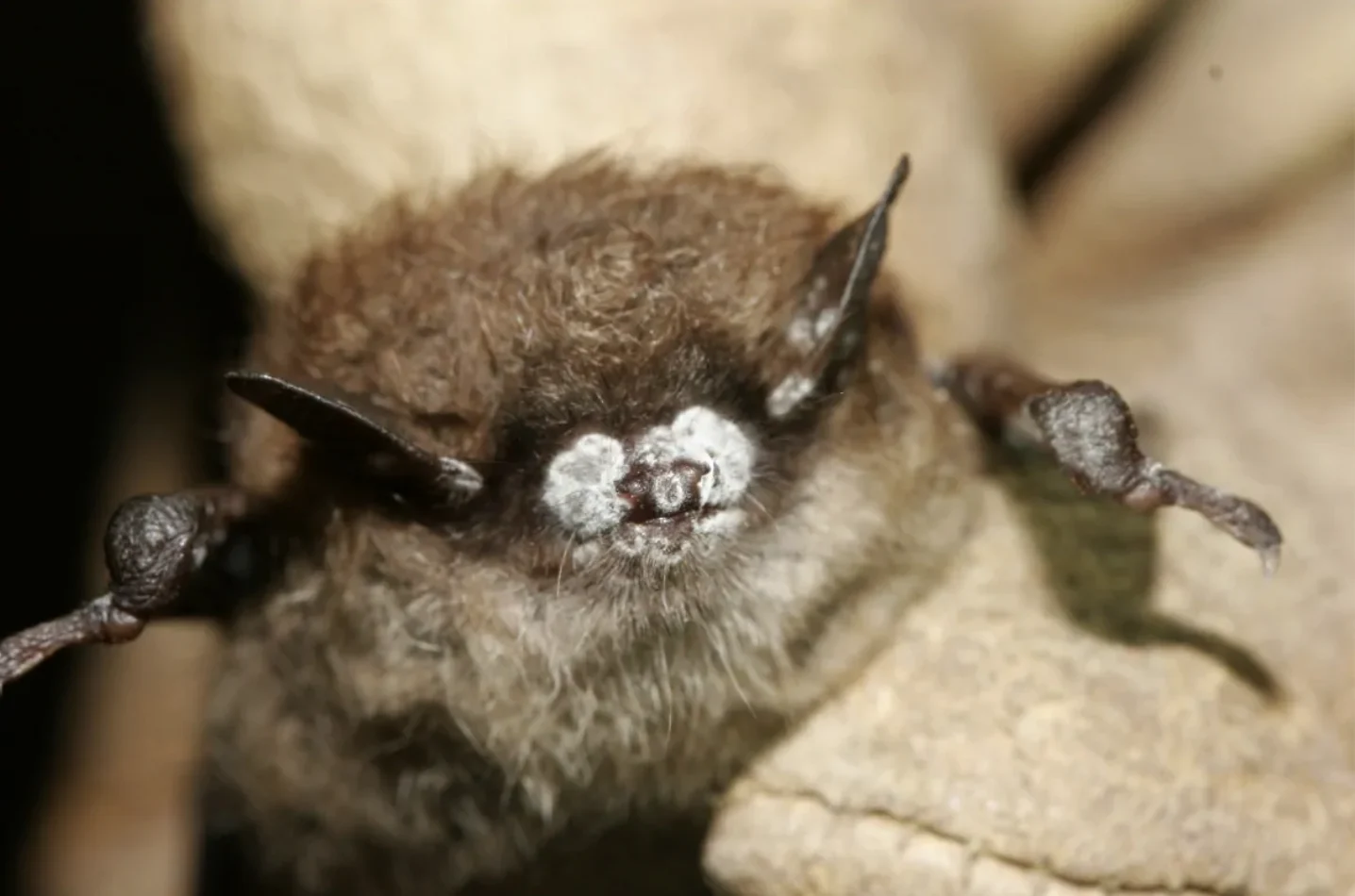 U.S. Fish and Wildlife Service: A bat with white-nose syndrome, a fungal infection that has killed millions of bats across North America. Researchers have found the fungus can weaken bats' robust immune systems and allow them to shed more viruses
