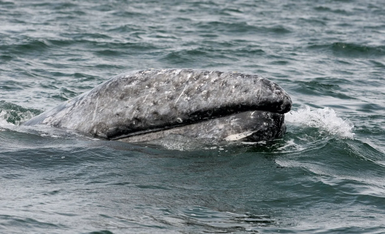 Grey whale numbers along North America's west coast drop since 2016
