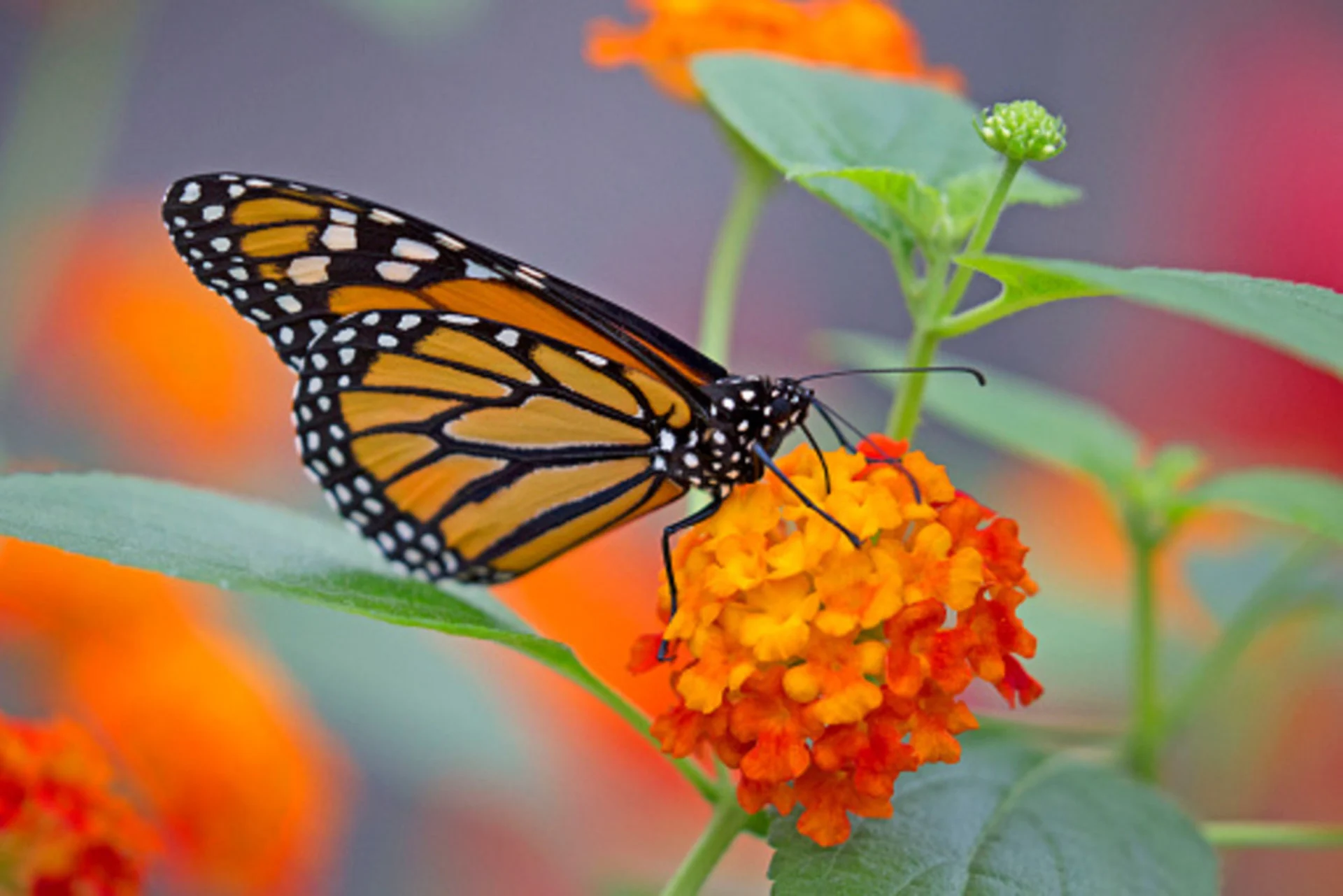 Monarch butterfly/Getty Images