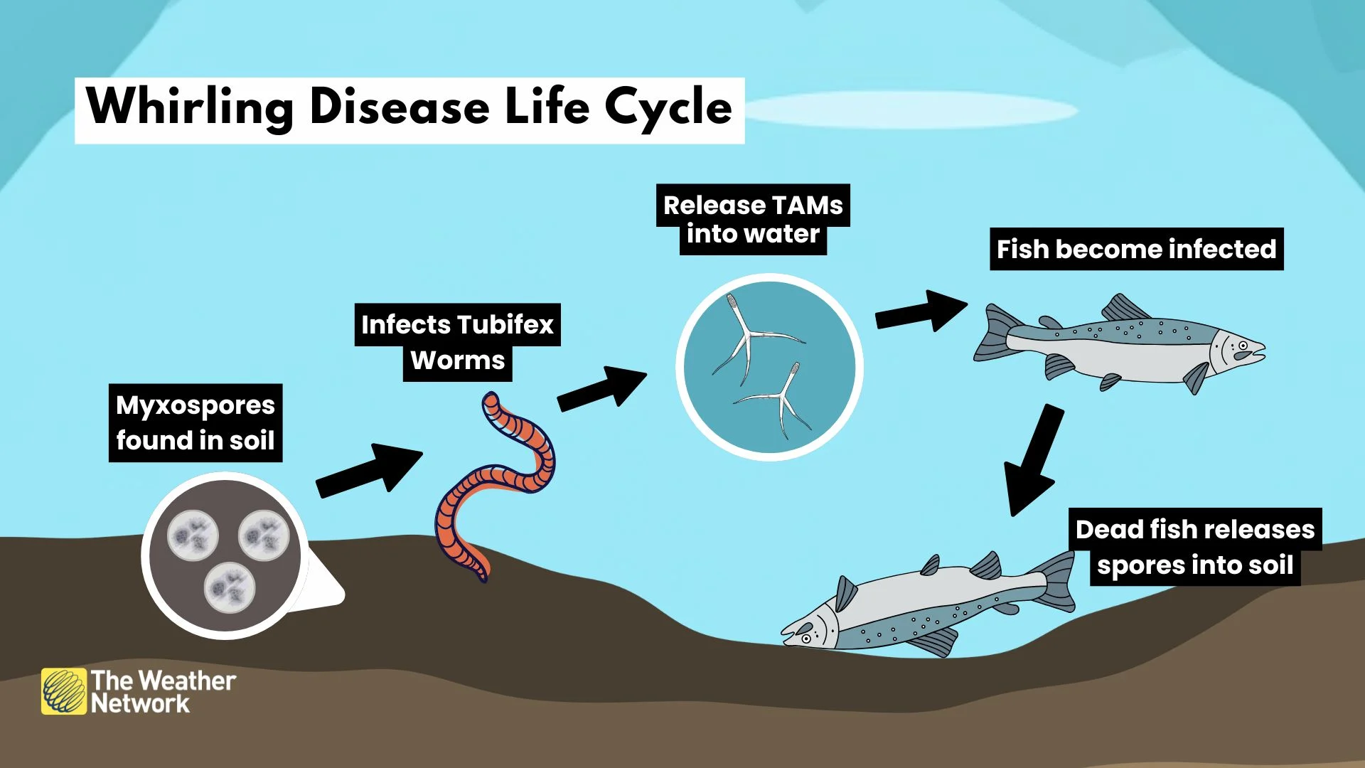 CANVA - whirling disease life cycle