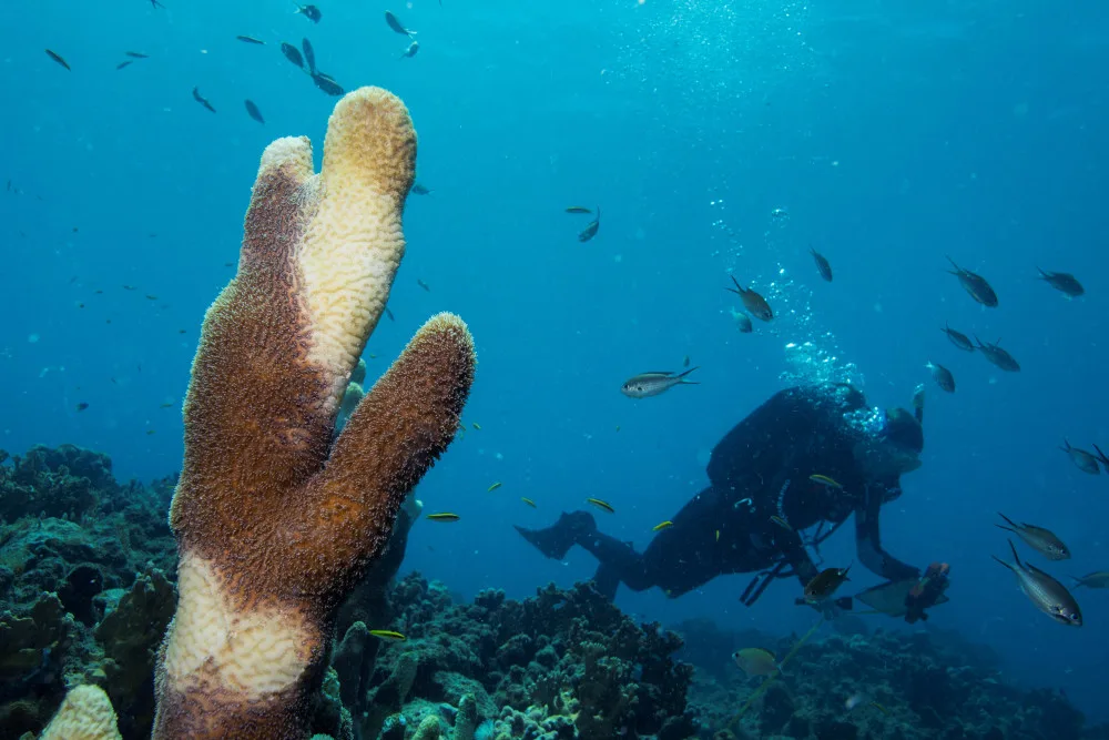 Disaster under the waves: A new disease is wiping out coral