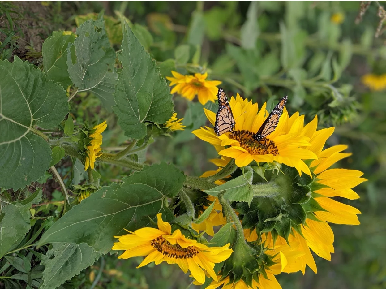 Sunflowers. Courtesy: Marta Czurylowicz