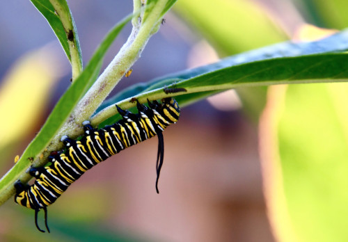 monarch caterpiller Credit: (UC Berkeley photo by Noah Whiteman)