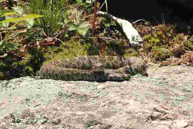 The Massasauga Rattlesnake was listed as threatened when the Endangered Species Act took effect in 2008. On June 27, 2014, the population was split into two, with the Great Lakes – St.  Lawrence population listed as threatened, and the Carolinian population listed as endangered.  (Credit: Georgian Bay Biosphere. https://www.gbbr.ca/. )